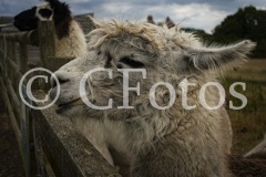 DSC_0112_1-2
