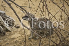 DSC_0929-2